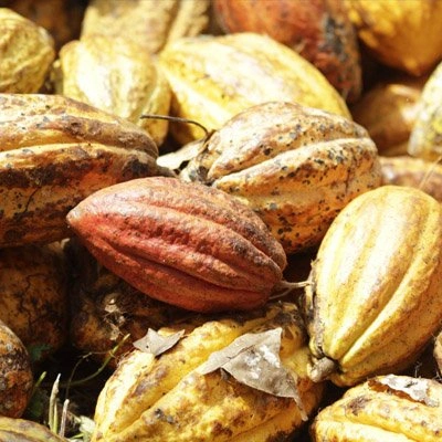 Cocoa Theobroma cacao bean extract ingredient in Gluconara