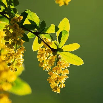 Berberine HCL ingredient supporting healthy blood sugar control