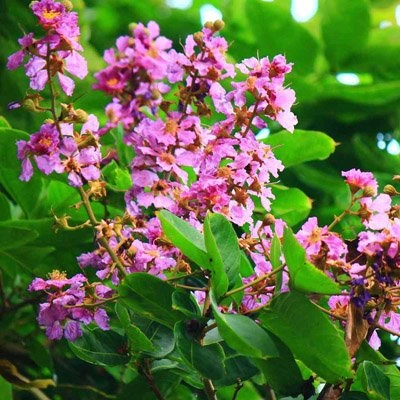 Bitter Melon Momordica charantia extract ingredient in Gluconara supplement