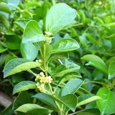 Banaba Lagerstroemia speciosa leaf ingredient in Gluconara supplement